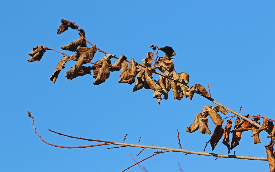 Dead leaves on a tree in Liberty, MO.