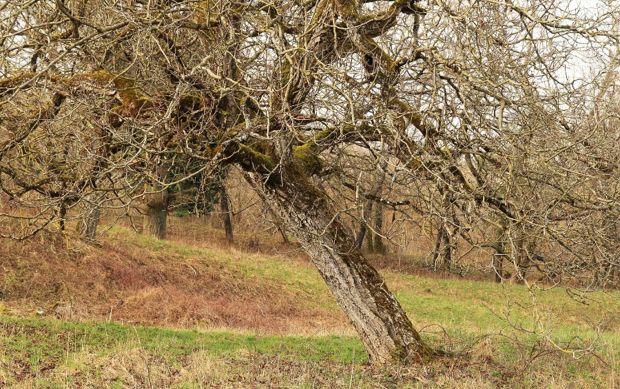 An apple tree that has developed a lean in Parkville, MO.