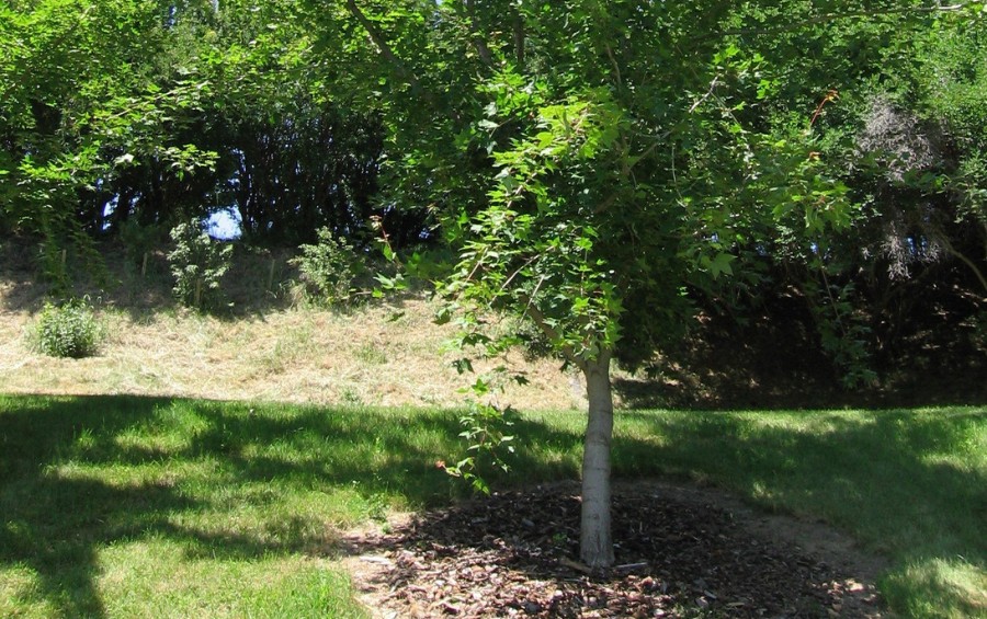 A hackberry tree in a yard in Parkville, MO.