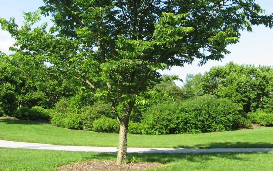 A shantung maple fully leafed out in the summer.