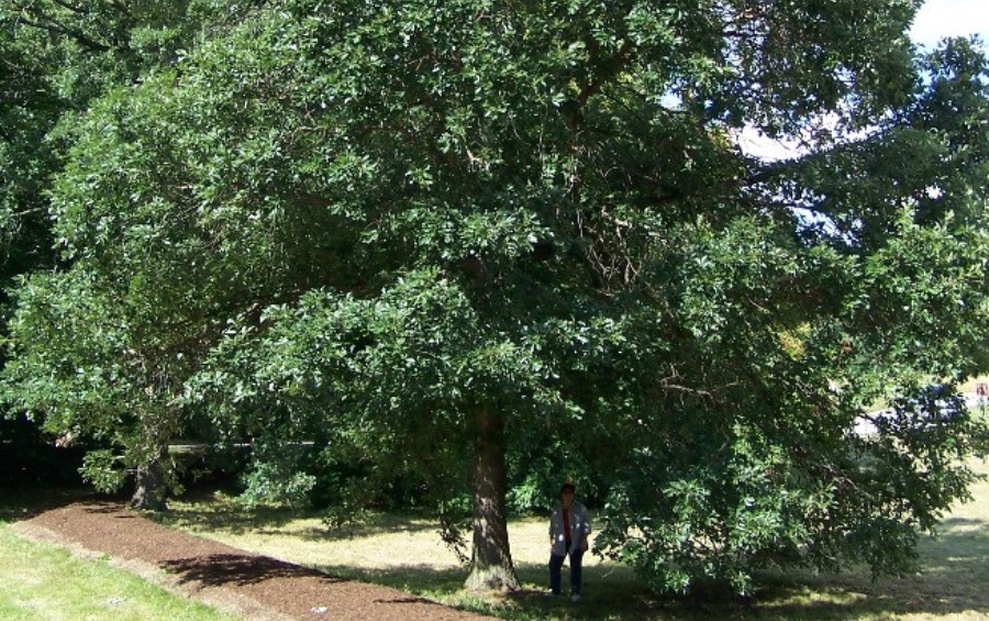 A swamp white oak at full maturity in the summer.