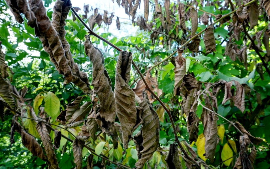 A branch of an elm tree with leaves showing the symptoms of Dutch elm disease.
