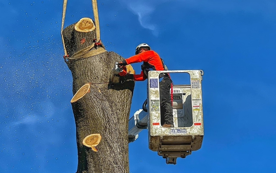 An arborist from Arbor Masters saws a dead tree from a bucket truck during tree removal.