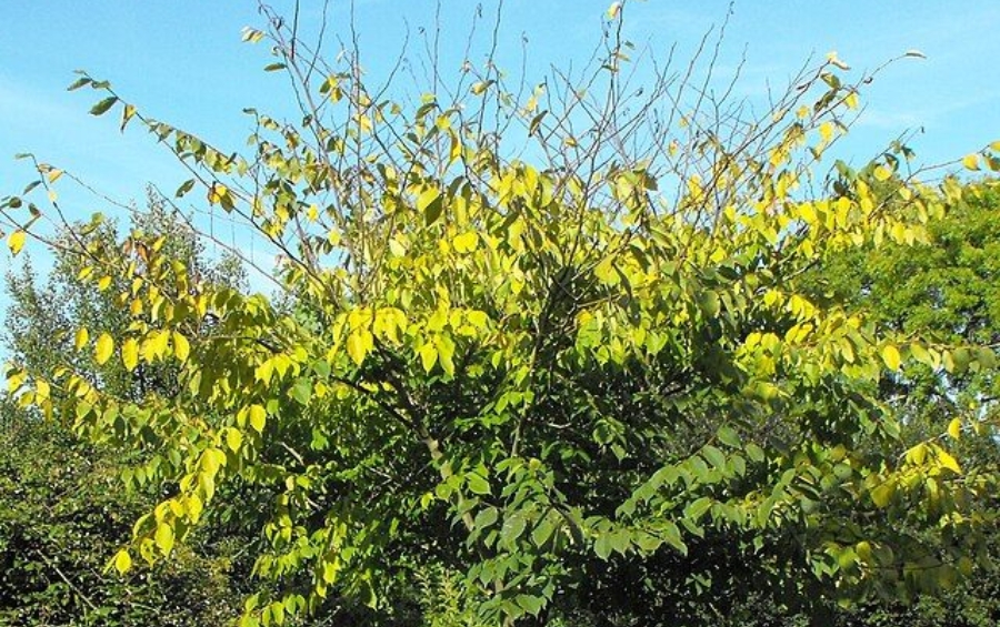 Elm tree with partial yellowing leaves and thinning canopy showing early signs of Dutch elm disease.