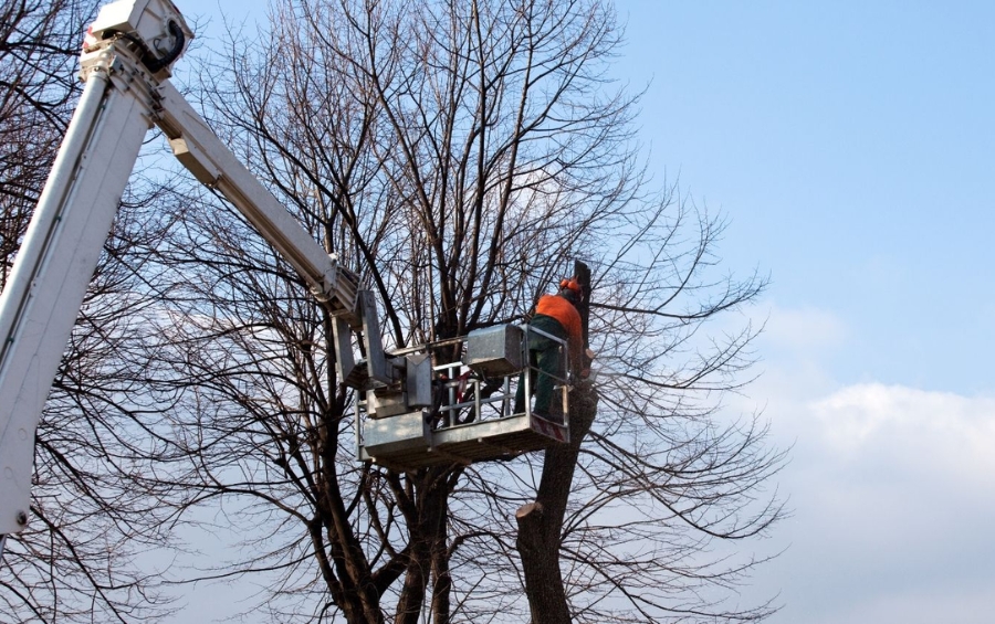 Arbor Masters arborist wearing safety gear trims tree branches from an elevated lift under clear winter skies in Kansas City neighborhood.