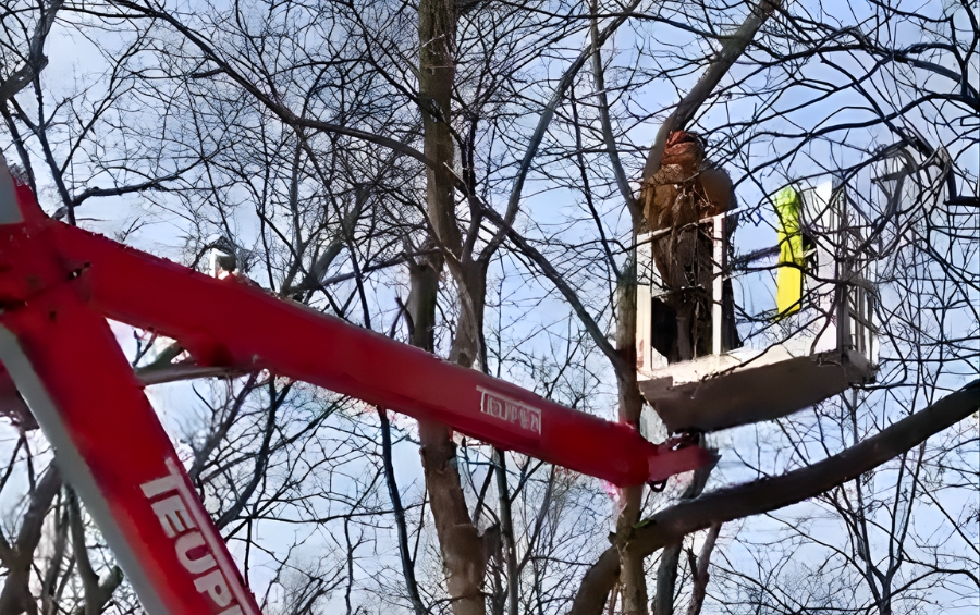 Arbor Masters arborist operating a red spider lift to prune a tall tree during winter in Kansas City’s Northland.
