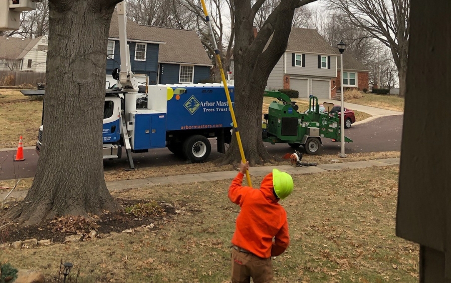Professional arborist using pole saw to perform dormant season pruning on large oak tree to improve fall color potential in Kansas City area.