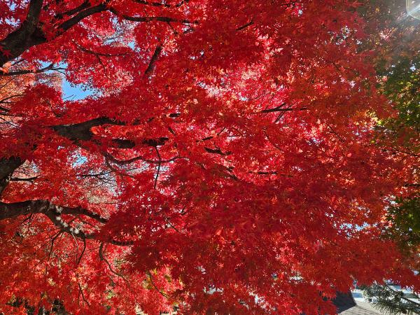 AM-Local-paage-section-red-maple-canopy-many