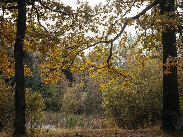 AM-Local-page-section-2-trees