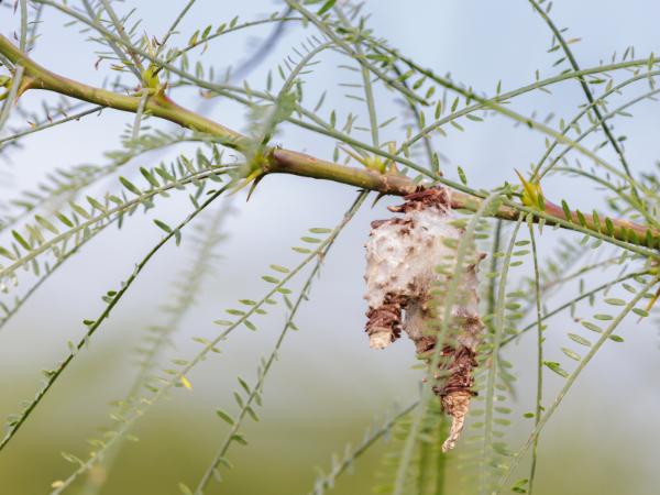 AM-Local-page-section-bagworms-2