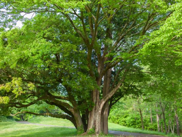 AM-Local-page-section-big-and-tall-oak