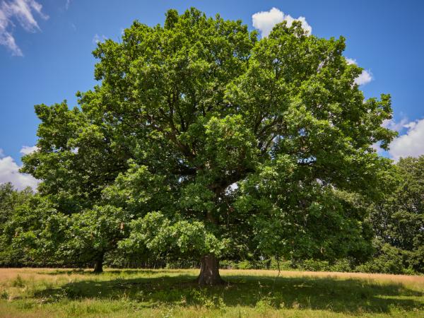 AM-Local-page-section-big-oak-tall-tree