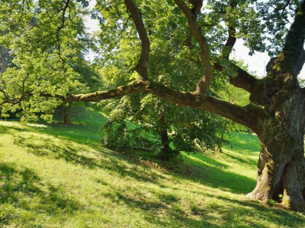 AM-Local-page-section-big-oak-tree-healthy-branches-big