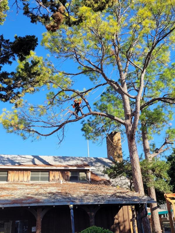 AM-Local-page-section-climber-pruning