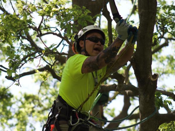 AM-Local-page-section-crew-pruning-branch