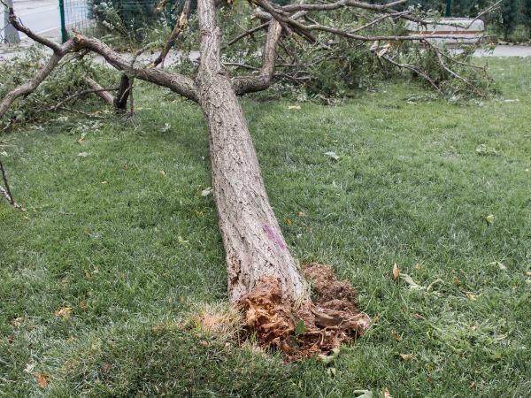 AM-Local-page-section-fallen-tree-storm