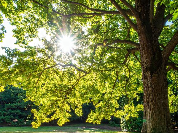 AM-Local-page-section-green-healthy-leaves