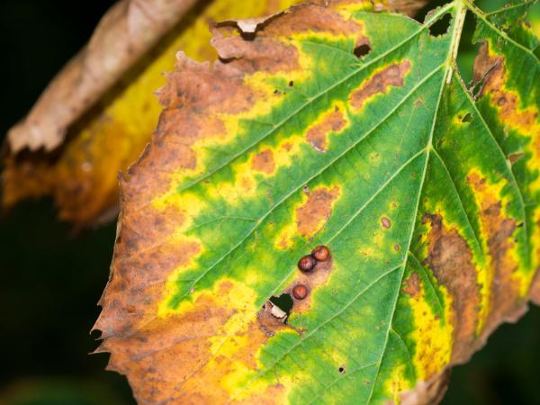 AM-Local-page-section-leaf-scorch