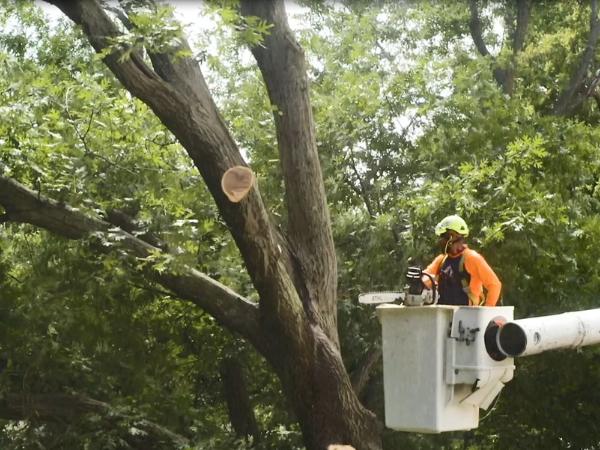AM-Local-page-section-man-bucket-truck-chainsaw