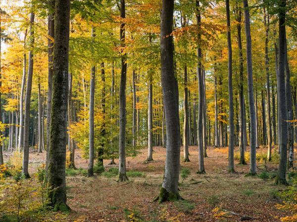 AM-Local-page-section-multiple-big-trees-forest