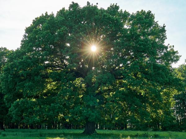 AM-Local-page-section-oak-big-tree