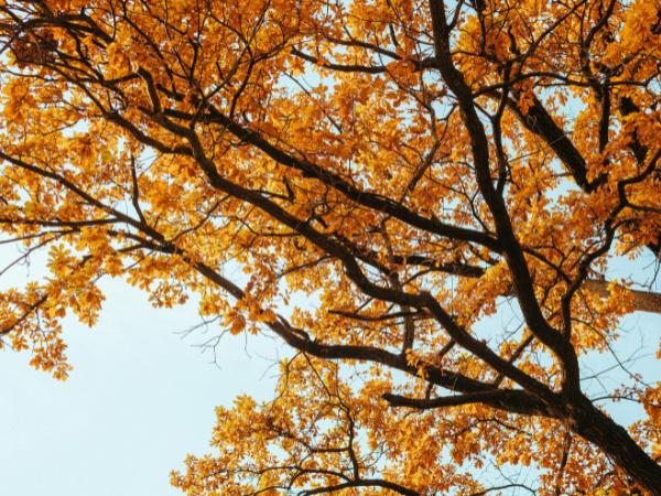 AM-Local-page-section-oak-leaves-orange