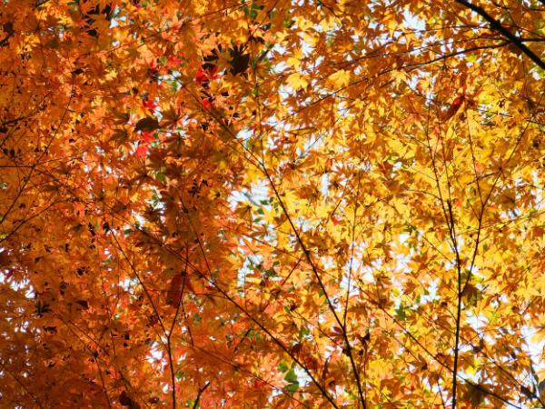AM-Local-page-section-orange-maple-leaves
