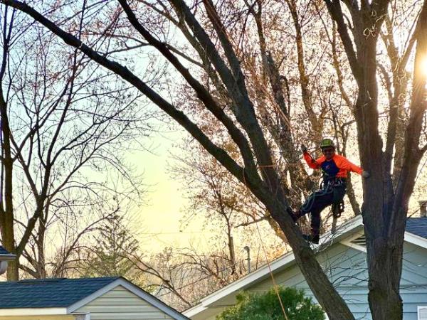 AM-Local-page-section-pruning-fall-2