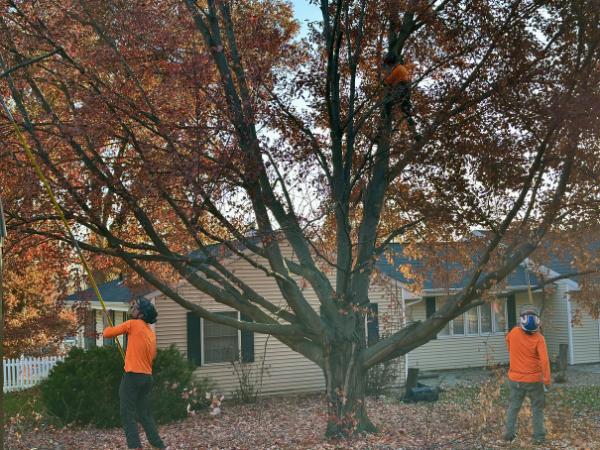 AM-Local-page-section-pruning-fall-3