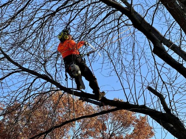 AM-Local-page-section-pruning-fall-4