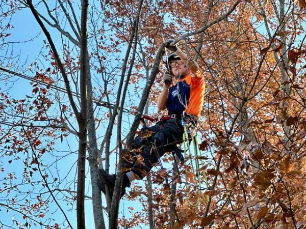 AM-Local-page-section-pruning-fall