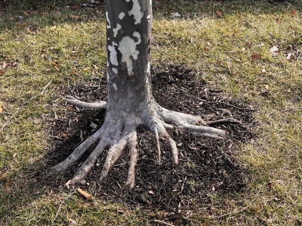 AM-Local-page-section-root-flare-treat