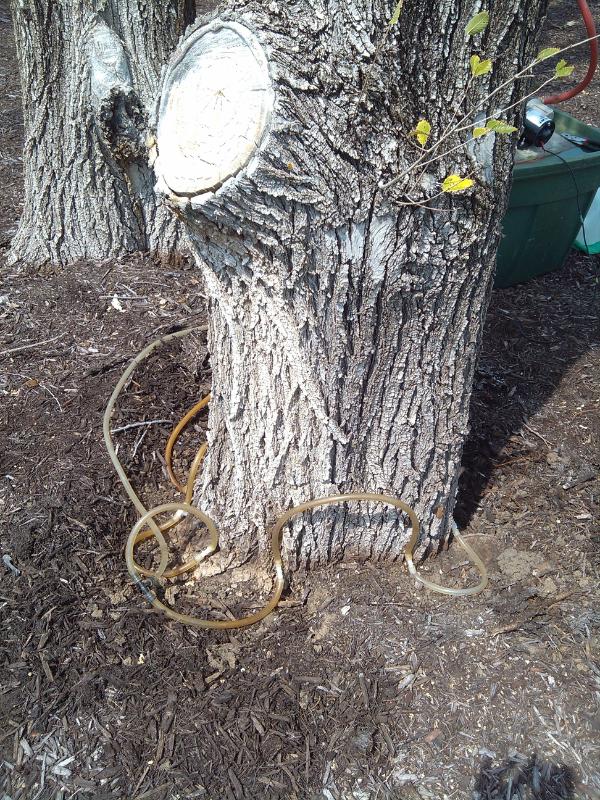 AM-Local-page-section-tree-fertilization-dutch-elm