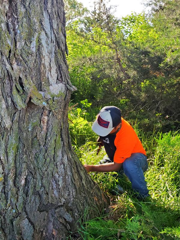 AM-Local-page-section-tree-fertilization-treatment