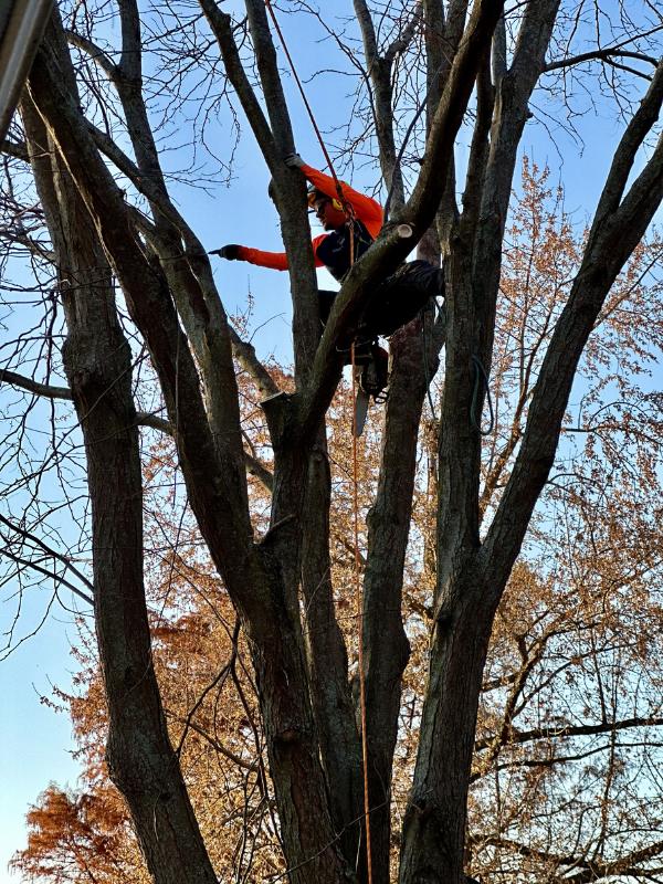 AM-Local-page-section-tree-removal-crew-manning-prune
