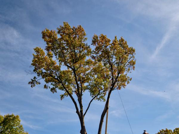 AM-Local-page-section-tree-removal
