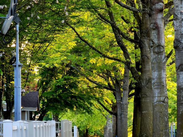 AM-Local-page-section-trees-sidewalk-multiple
