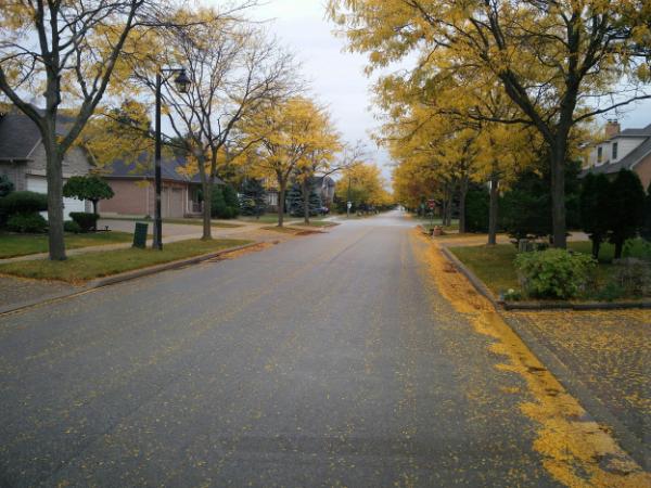 AM-Local-page-section-trees-sidewalk