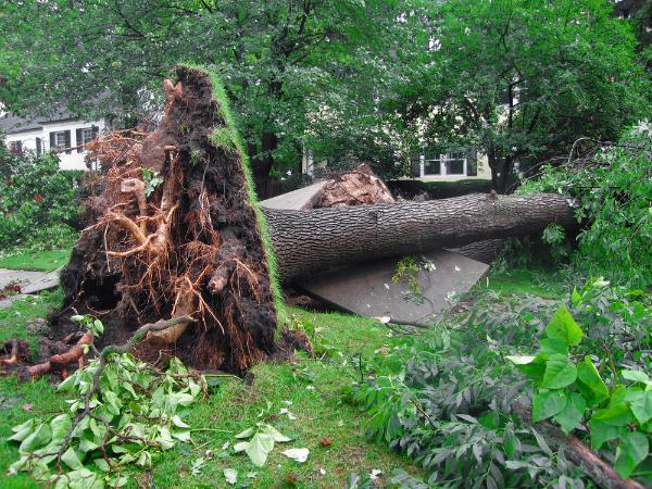 AM-Local-page-section-uprooted-tree-storm