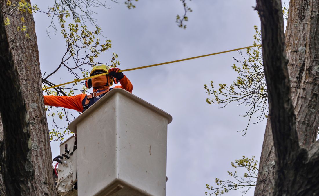 An arborist from the Arbor Masters team measuring a tree to reinstall cables in Oklahoma City, OK.