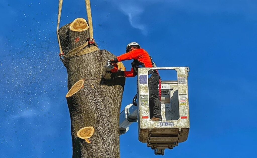 An arborist from Arbor Masters removing a tree with the help of a crane in Oklahoma City, OK