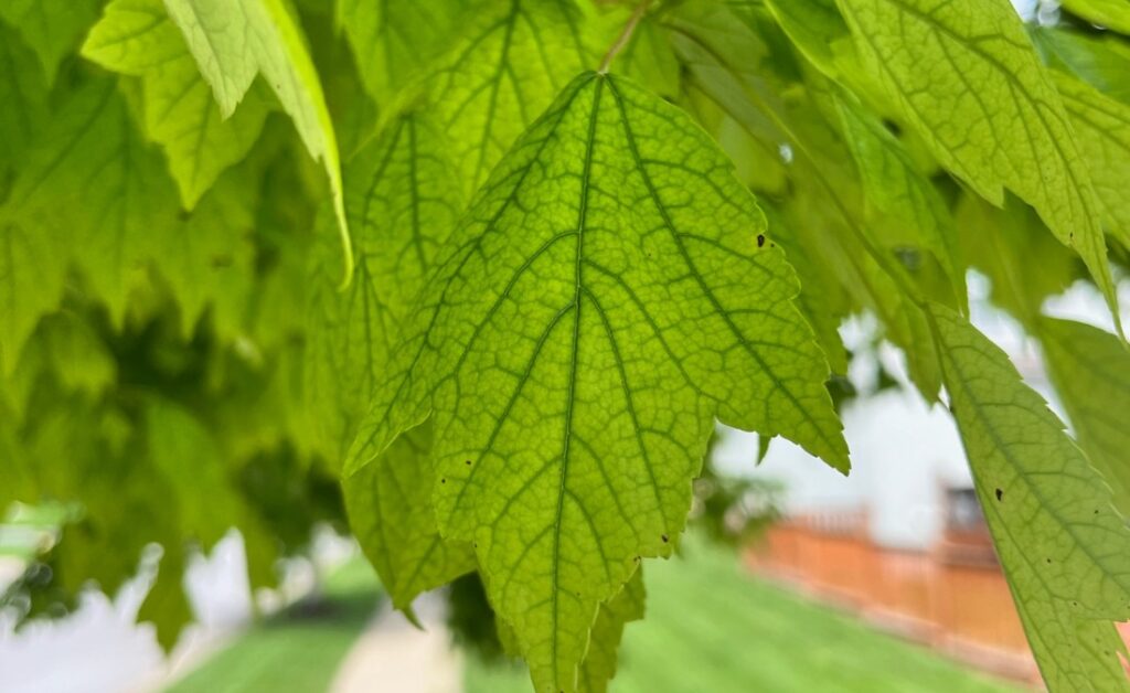 A tree in Oklahoma showing yellow leaves with green veins, classic symptoms of iron chlorosis in alkaline Great Plains soil.