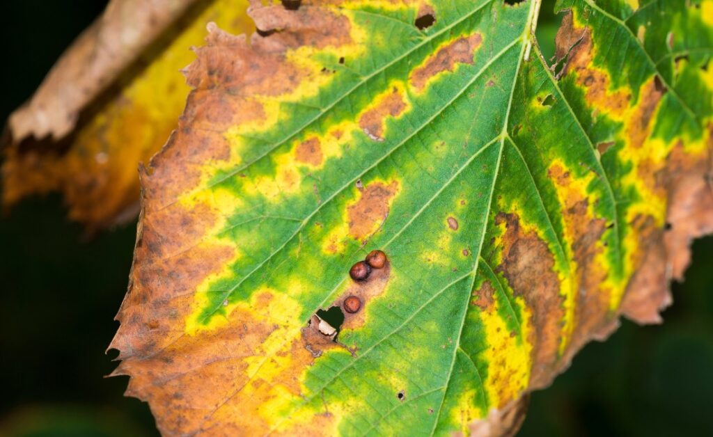 An elm leaf demonstrating the signs of bacterial leaf scorch in Oklahoma City, OK.