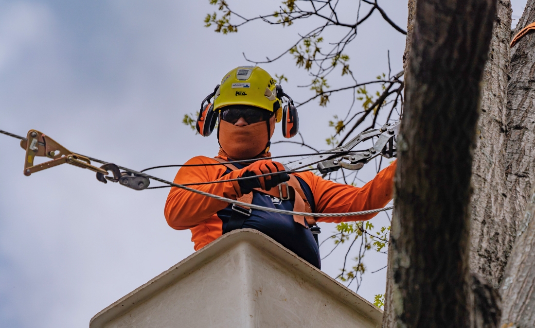 An Arbor Masters Certified Arborist installing steel cable support systems between tree branches while working from an elevated bucket truck to ensure proper placement high in the tree canopy.