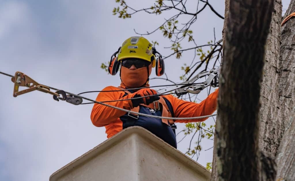 An Arbor Masters Certified Arborist installing steel cable support systems between tree branches while working from an elevated bucket truck to ensure proper placement high in the tree canopy.