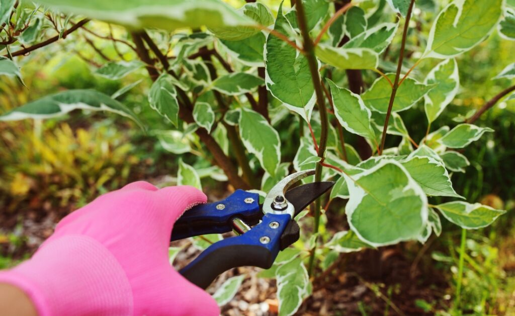 Hand pruning shears cutting green living branch during growing season, showing improper timing that can harm Oklahoma City trees.