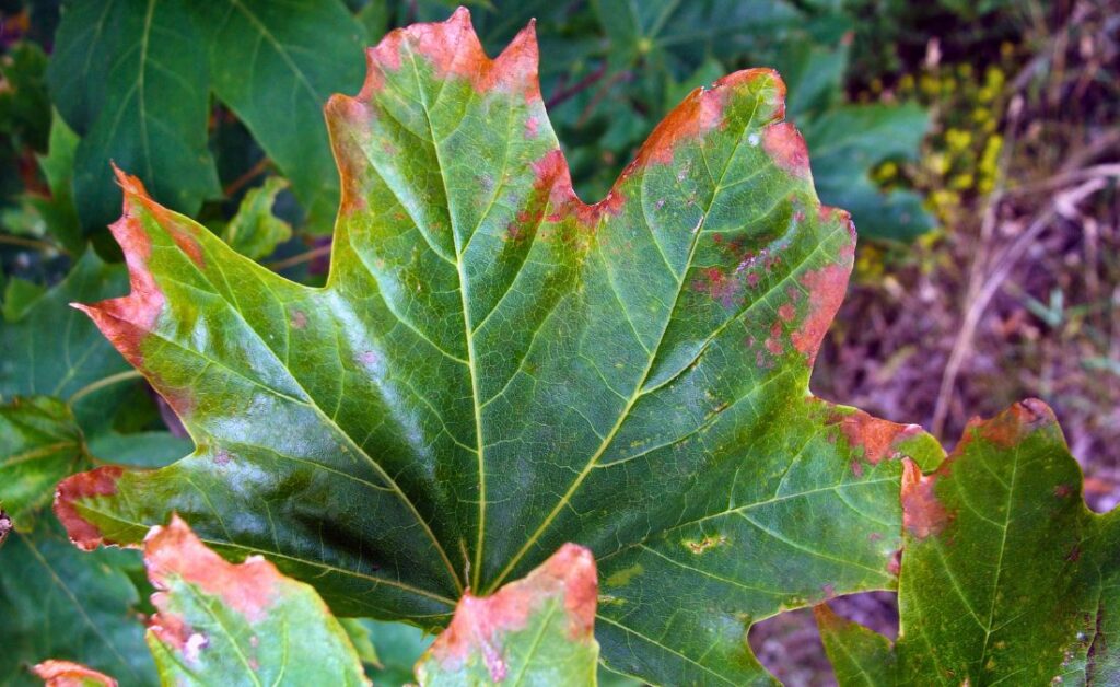 Maple leaves showing the signs of anthracnose in Oklahoma City, OK.