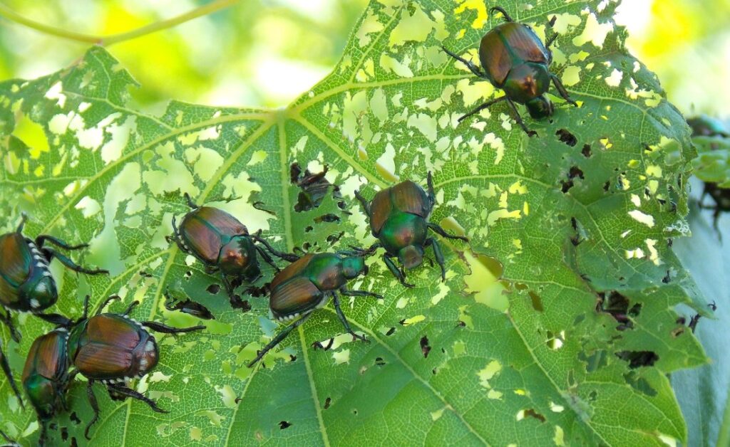 Adult Japanese beetles defoliating a leaf in Oklahoma City, OK.