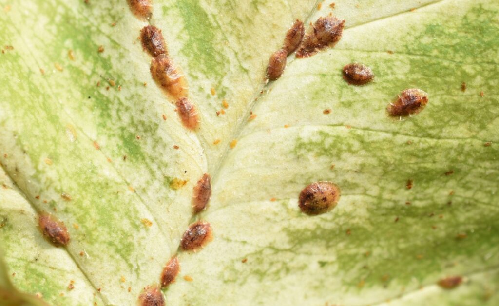 A close-up view of a pale green leaf covered with clusters of small, reddish-brown oval-shaped soft scale insects attached along the leaf veins.