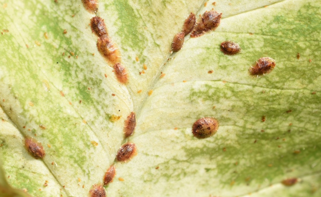 A close-up view of a pale green leaf covered with clusters of small, reddish-brown oval-shaped soft scale insects attached along the leaf veins.